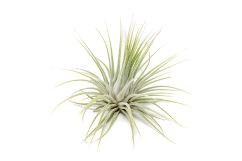 SALE - XL Tillandsia Ionantha Guatemala Air Plants - Set of 10 or 20 - 40% Off, additional product view 2