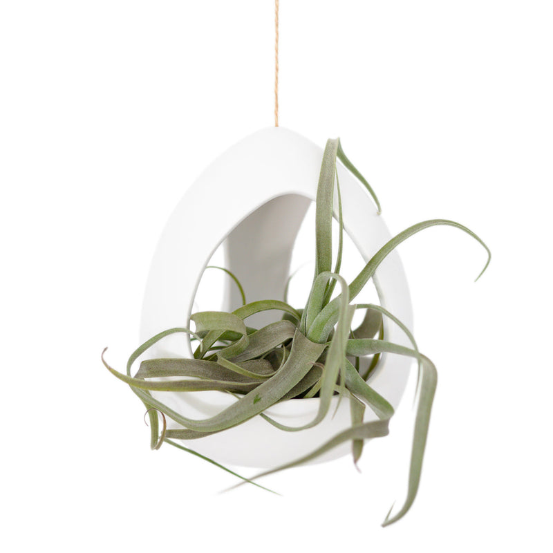 Load image into Gallery viewer, Large White Ceramic Hanging Pod
