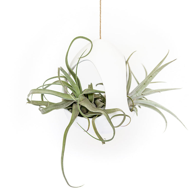 Load image into Gallery viewer, Large White Ceramic Hanging Pod with Two Assorted Tillandsia Plants
