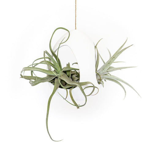 White Ceramic Pod with Two Tillandsia Plants