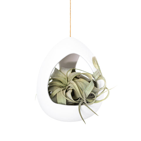 Large White Ceramic Hanging Pod with Tillandsia Xerographica, additional product view 2
