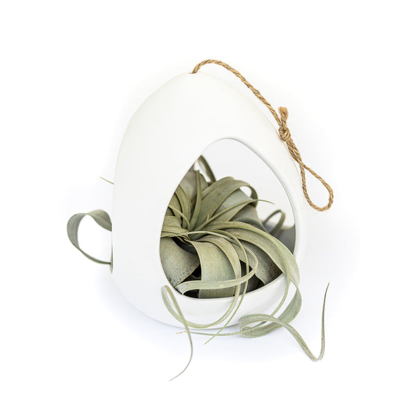 Load image into Gallery viewer, Large White Ceramic Hanging Pod with Tillandsia Xerographica
