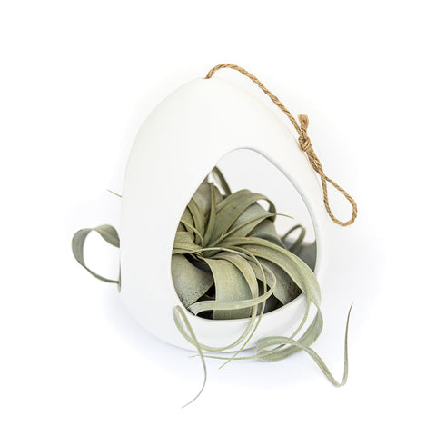 White Ceramic Pod with Tillandsia Xerographica
