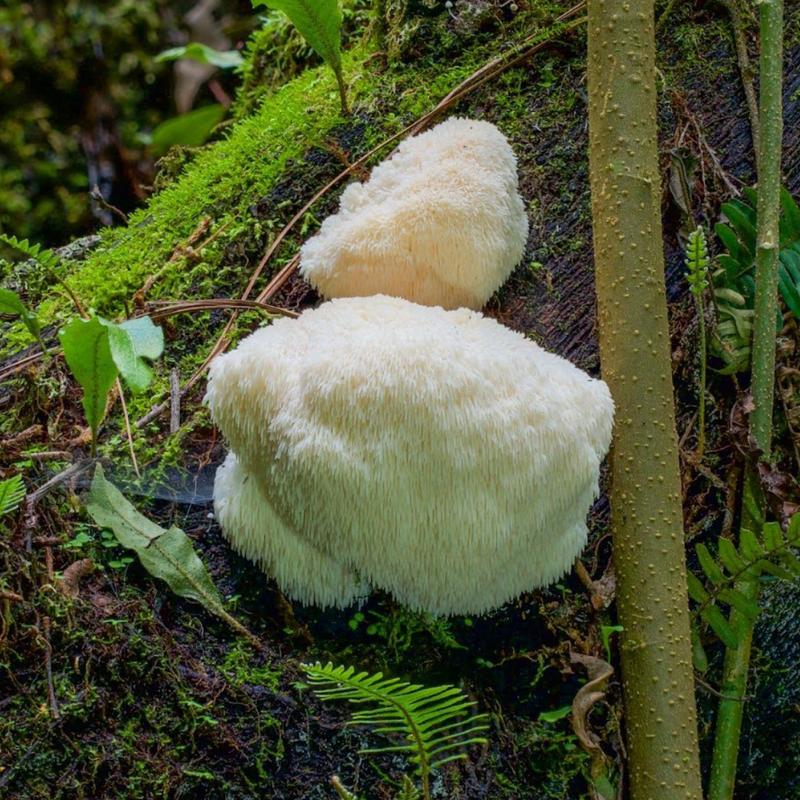 Load image into Gallery viewer, Lion's Mane Mushroom Outdoor Log Starter Kit
