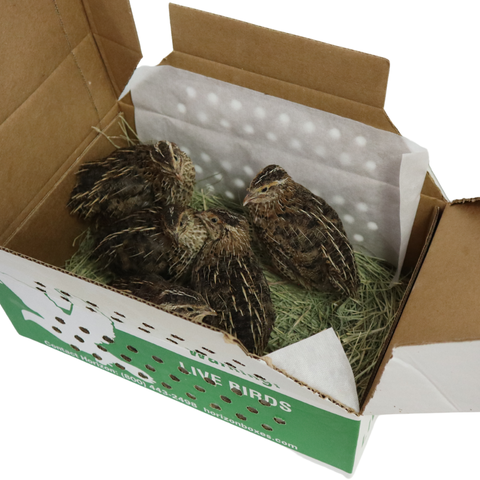 Pharaoh Coturnix adults, 1 rooster and 4 hens