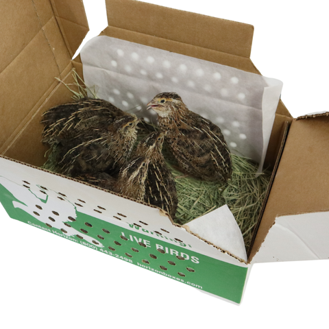 Pharaoh Coturnix (Brown) – 5 Adults (1 Rooster + 4 Hens), additional product view 2