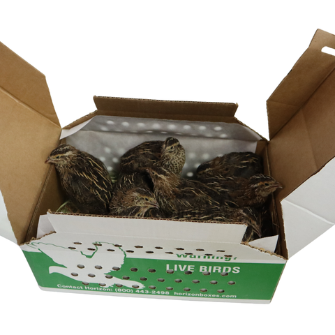 Coturnix Jumbo (Brown) – 5 Adults (5 Hens), additional product view 2
