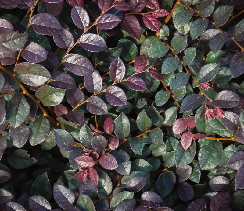 Load image into Gallery viewer, Plum Gorgeous™ Loropetalum
