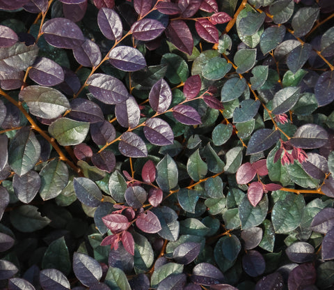 Plum Gorgeous™ Loropetalum, additional product view 2