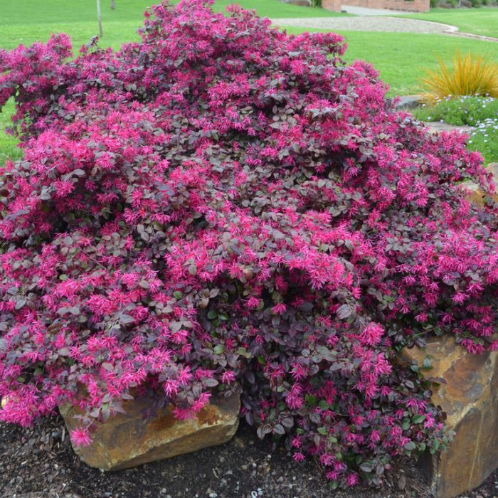 Load image into Gallery viewer, Plum Gorgeous™ Loropetalum
