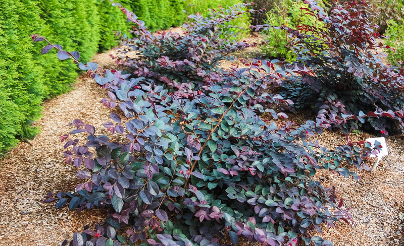 Load image into Gallery viewer, Plum Gorgeous™ Loropetalum
