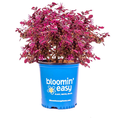 Plum Gorgeous Loropetalum