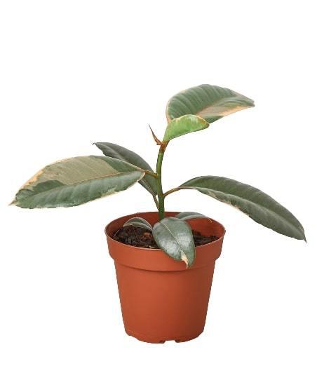 Load image into Gallery viewer, Ficus Elastica 'Ruby Pink'
