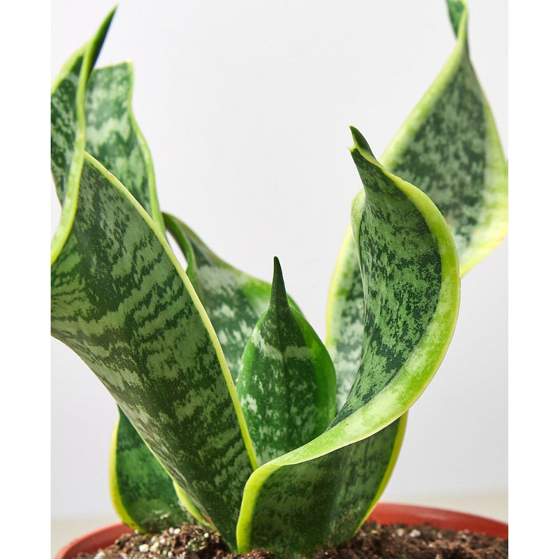 Load image into Gallery viewer, Snake Plant 'Twist'
