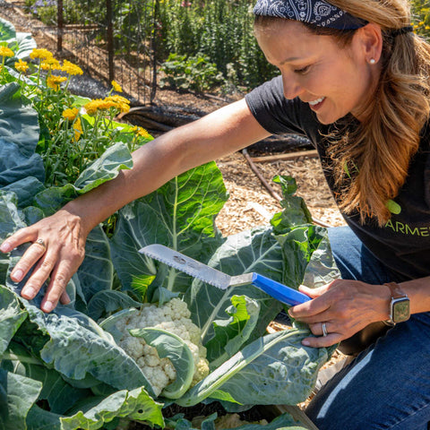 Harvest Knife for Spinach & Leafy Greens- Serrated, additional product view 2