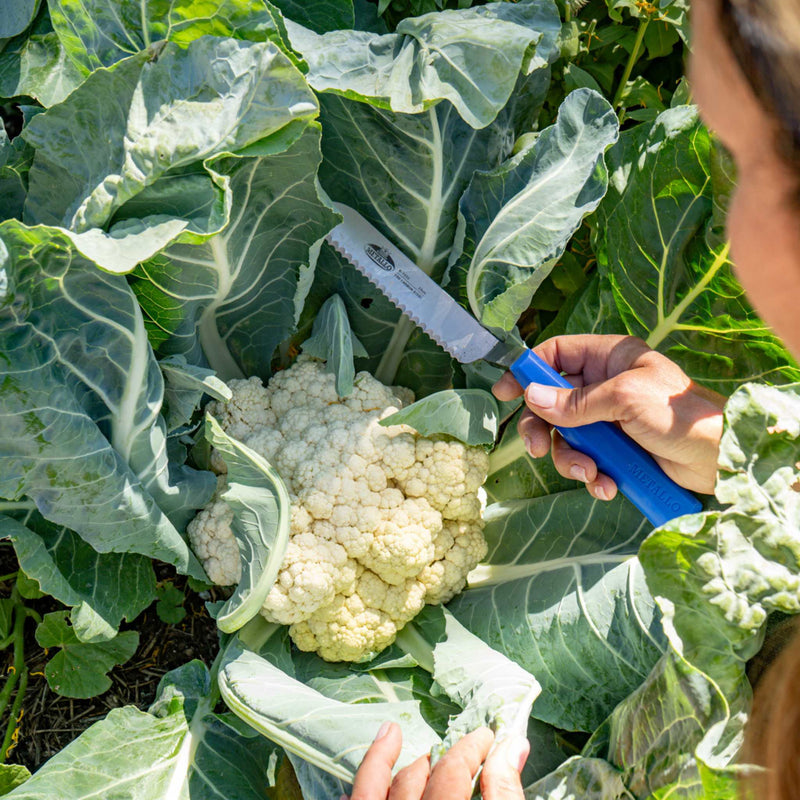 Load image into Gallery viewer, Harvest Knife for Spinach &amp; Leafy Greens- Serrated
