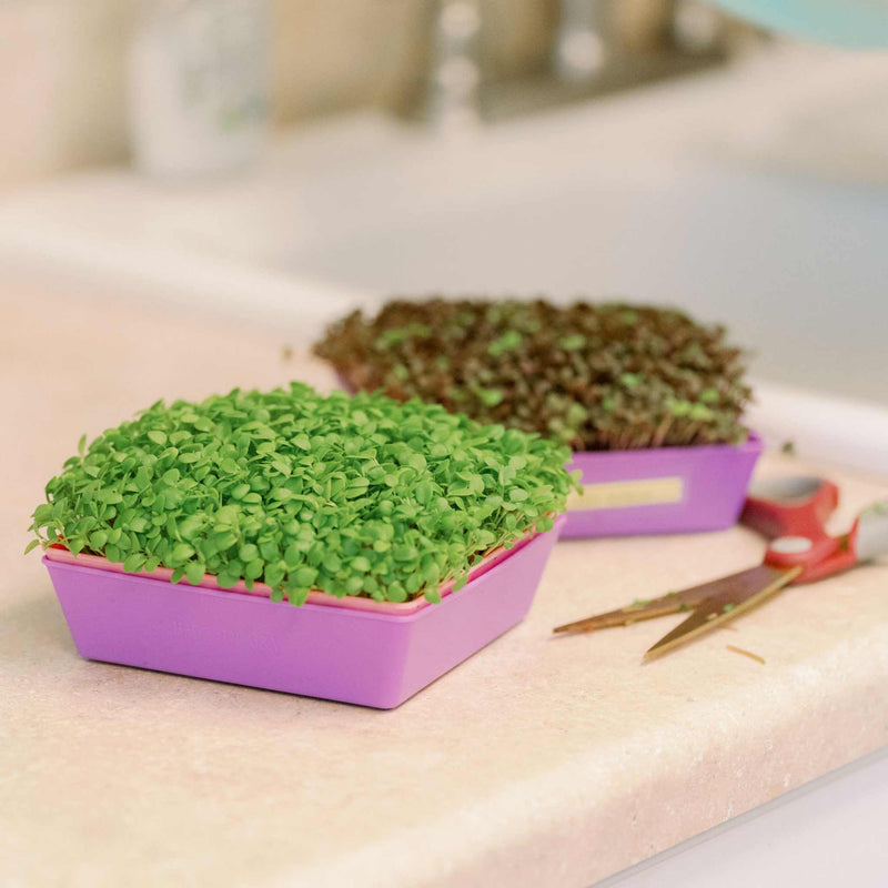 Load image into Gallery viewer, 5X5 Extra Strength Shallow Microgreen Trays

