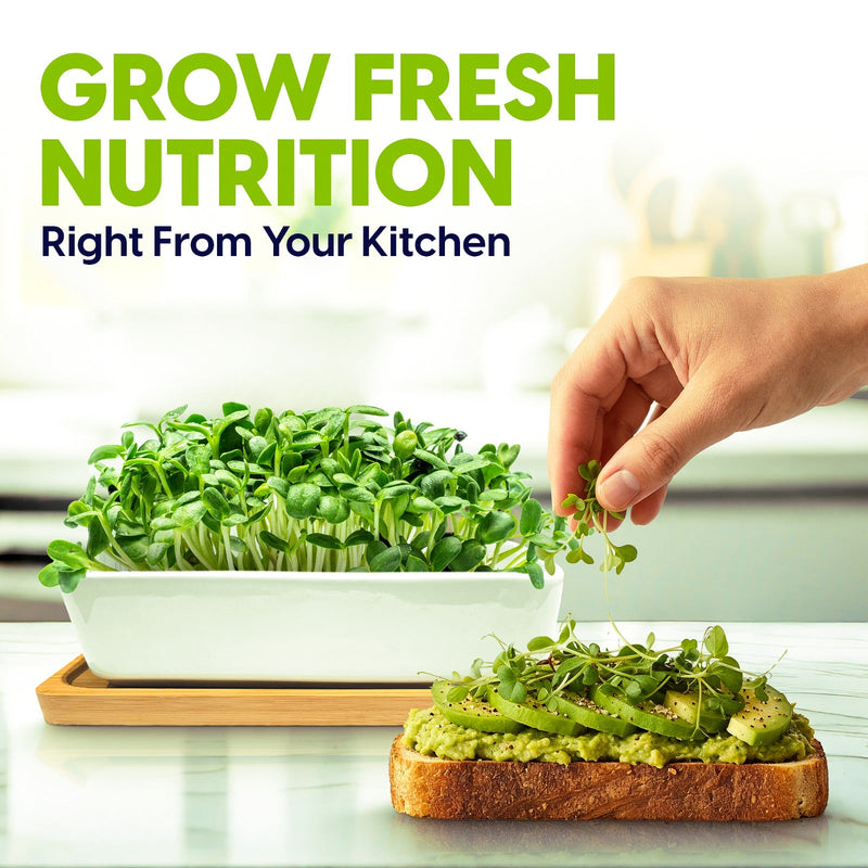 Load image into Gallery viewer, Ceramic Microgreens Growing Kit to Grow 3 Crops Including Organic USDA Sunflower, Melon &amp; Mixed Microgreens Seeds.

