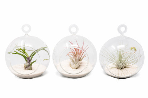 Mini Hanging Beach Terrarium