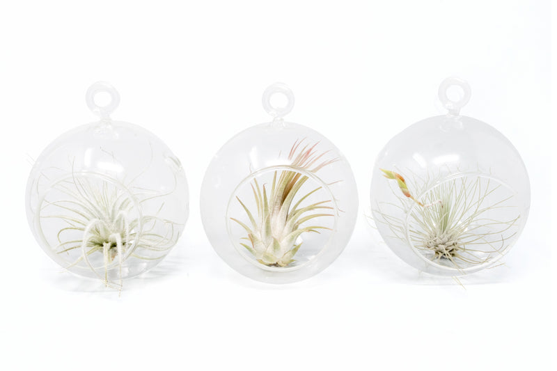 Load image into Gallery viewer, Mini Hanging Flat Bottom Glass Terrariums with Assorted Tillandsia Air Plants
