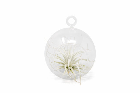 Glass Terrarium with Tillandsia Air Plants