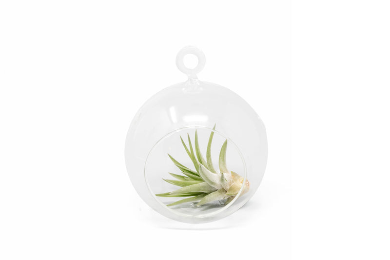 Load image into Gallery viewer, Minimalist Terrarium in a Glass Globe with Flat Bottom - Choose Your Custom Tillandsia Air Plant
