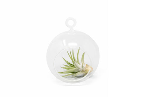 Glass Globe Terrarium with Custom Air Plant