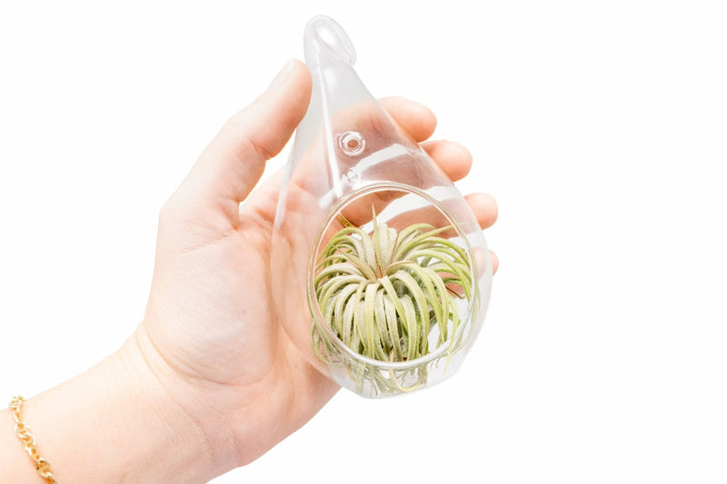 Load image into Gallery viewer, Minimalist Terrarium in a Glass Teardrop - Choose Your Custom Tillandsia Air Plant
