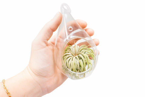 Glass Teardrop Terrarium with Custom Air Plant