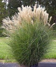 Silver Feather Maiden Grass Miscanthus