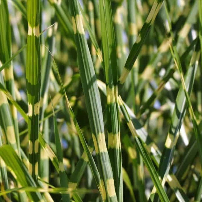 Load image into Gallery viewer, Porcupine Grass - Miscanthus sinensis 'Strictus'
