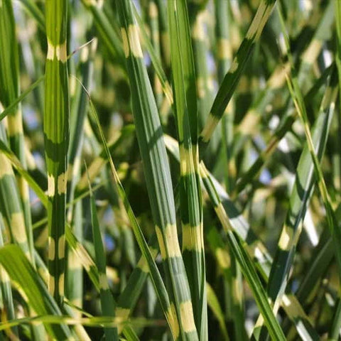 Porcupine Grass Miscanthus Strictus