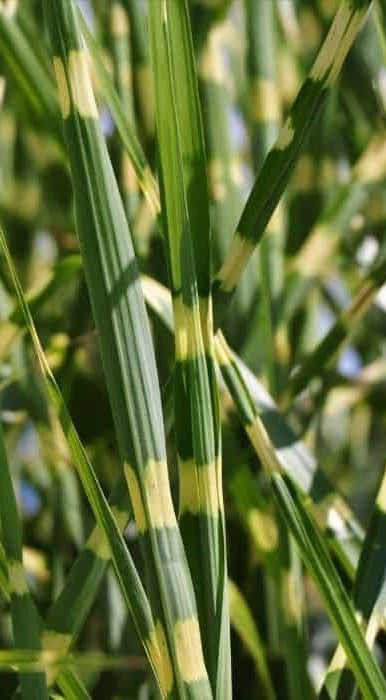 Load image into Gallery viewer, Porcupine Grass - Miscanthus sinensis 'Strictus'
