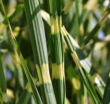Load image into Gallery viewer, Porcupine Grass - Miscanthus sinensis 'Strictus'
