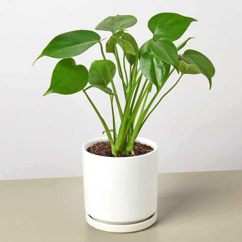 Load image into Gallery viewer, Monstera 'Split-Leaf'
