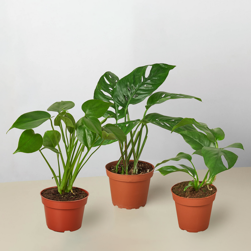 Load image into Gallery viewer, Monstera Bundle
