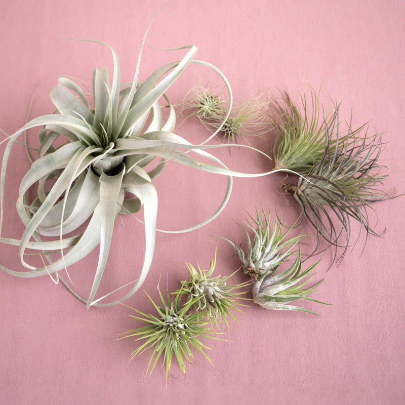 Load image into Gallery viewer, Large Air Plant Bundle
