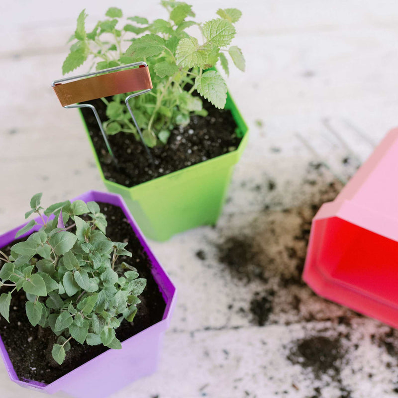 Load image into Gallery viewer, 5" Nursery Pots with Insert Tray
