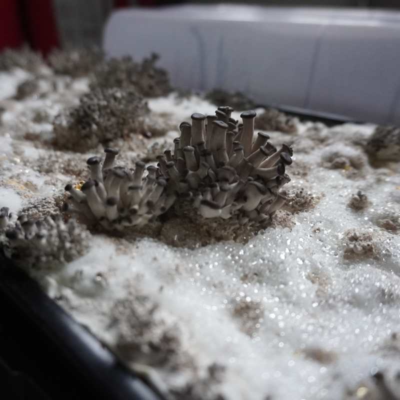 Load image into Gallery viewer, Mushroom Grow Kit
