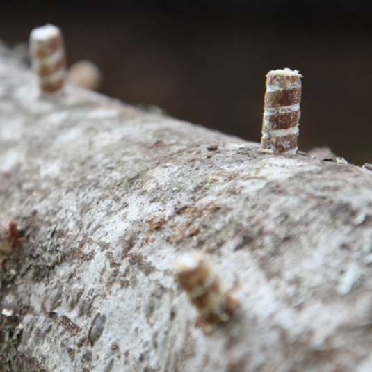 Shiitake Mushroom Outdoor Log Starter Kit