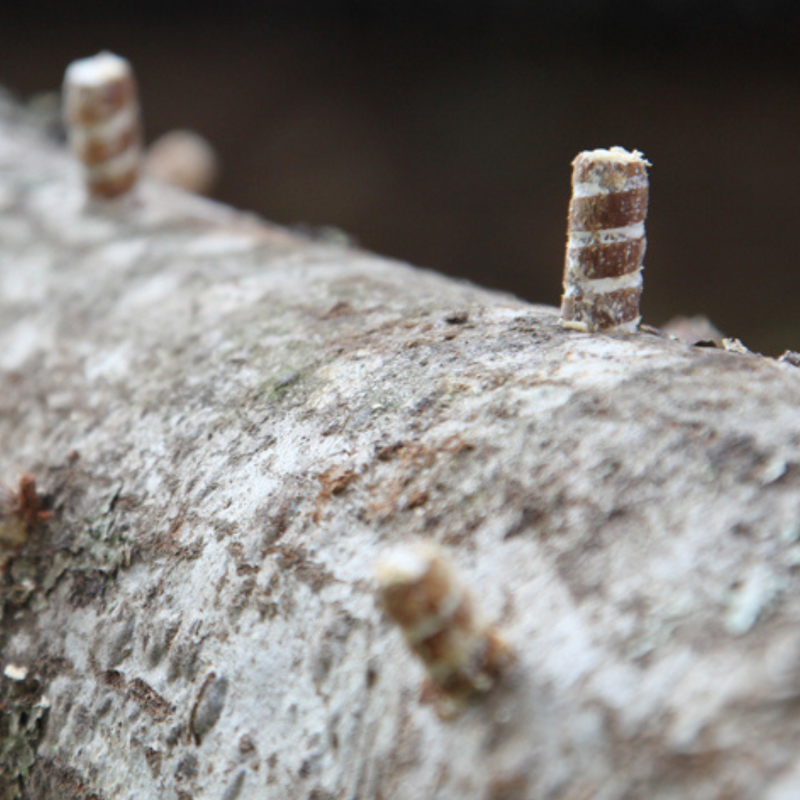 Load image into Gallery viewer, Blue Oyster Mushroom Outdoor Log Starter Kit
