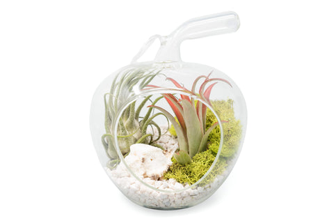 Apple terrarium kit with Tillandsia air plants