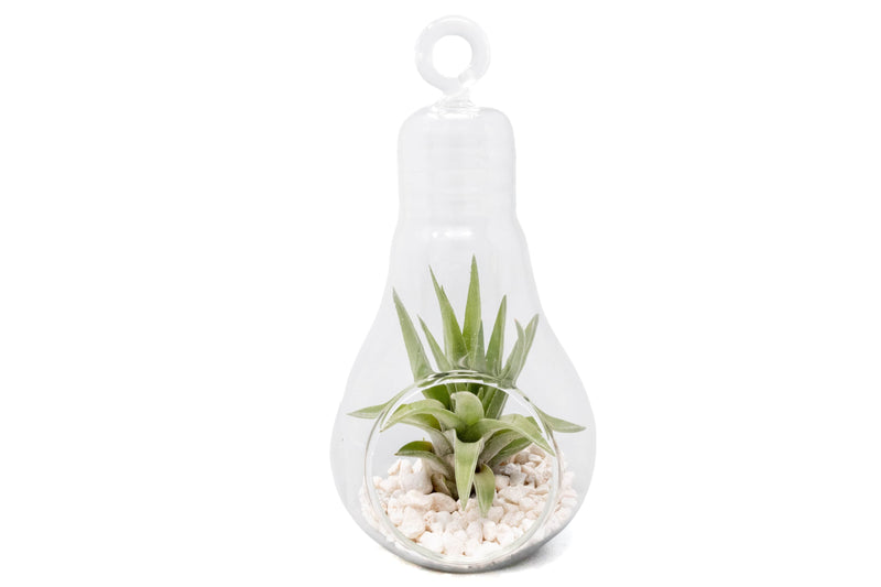 Load image into Gallery viewer, Hanging Light Bulb Terrarium with Crushed White Stones and Tillandsia Air Plant
