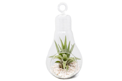 Hanging light bulb terrarium with stones and Tillandsia air plant