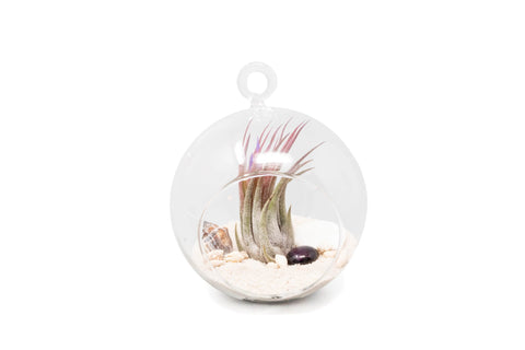 Beach terrarium globe with white sand and Tillandsia Ionantha