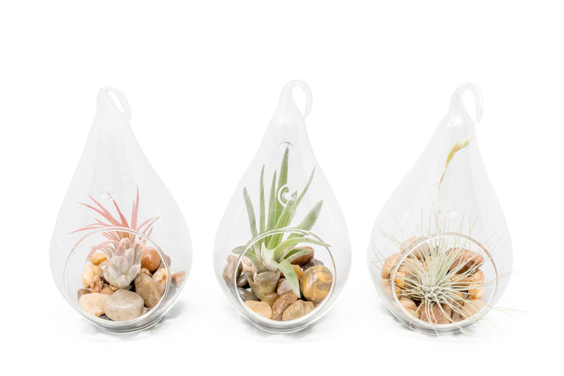 Load image into Gallery viewer, SALE - Set of 3 Airy Teardrop Terrariums with Flat Bottoms

