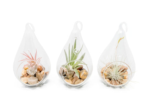 Set of 3 Airy Teardrop Terrariums
