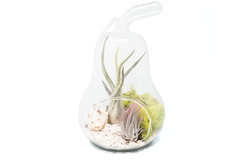 Pear Terrarium with Pebble Kit and Air Plants