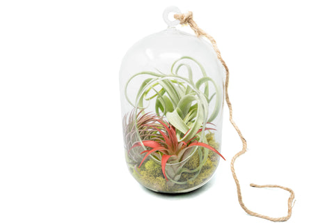 Capsule terrarium with moss and Tillandsia air plants