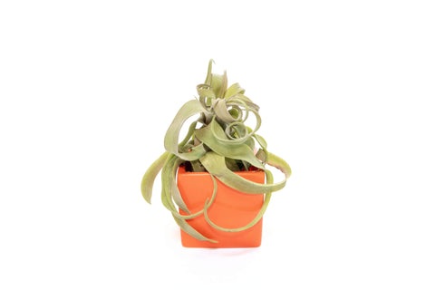 Orange Ceramic Cube with Custom Air Plant